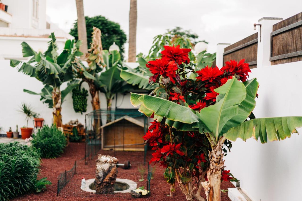 La Palmera - Fabulosa Casa, Lanzarote, Playa Honda プラヤ・オンダ エクステリア 写真